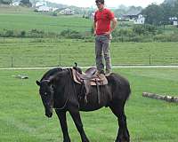 all-around-percheron-horse