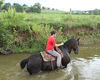 companion-percheron-horse