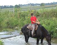 driving-percheron-horse