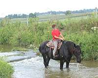husband-safe-percheron-horse
