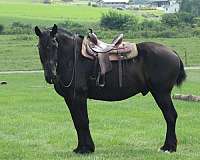 mounted-patrol-percheron-horse