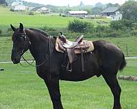 parade-percheron-horse