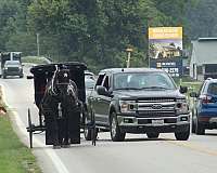 pleasure-driving-percheron-horse