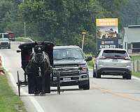 team-driving-percheron-horse
