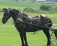 therapy-percheron-horse