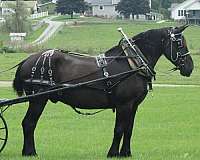 trail-percheron-horse