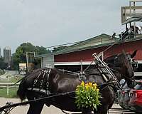 trail-riding-percheron-horse