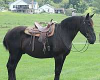 working-percheron-horse