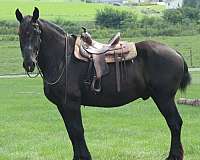 beautiful-draft-horses-gelding