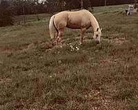 quarter-horse-mare