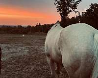 quarter-horse-for-sale