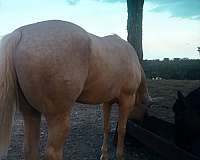 palomino-beginner-working-horse