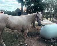 beginner-working-palomino-horse