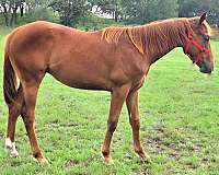 athletic-paint-horse
