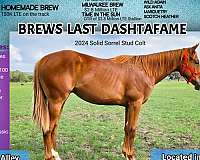 barrel-paint-horse