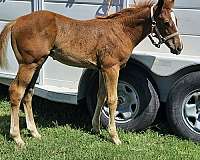 barrel-racing-paint-horse