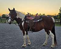 draft-mare
