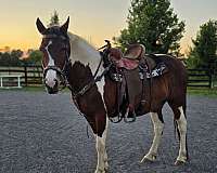 draft-horse-for-sale