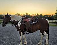 draft-horse