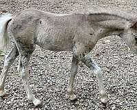 black-aspc-foal