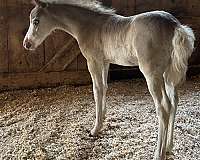 sabino-amha-colt