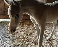 sabino-amha-mare