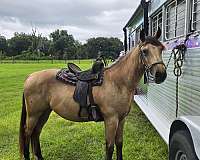 quarter-pony-gelding