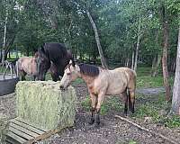 looks-quarter-pony