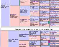 athletic-quarter-horse