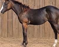 barrel-quarter-horse