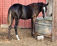barrel-racing-quarter-horse