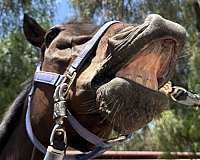 thoroughbred-gelding