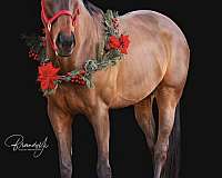 thoroughbred-horse-for-sale