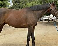 thoroughbred-horse
