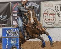 barrel-quarter-horse