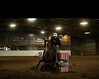 athletic-quarter-horse