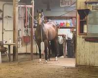 barrel-racing-quarter-horse