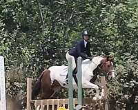 all-around-paint-pony