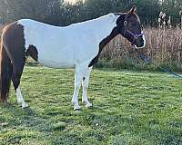 athletic-paint-pony