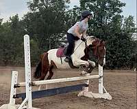 equitation-paint-pony