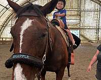 thoroughbred-horse-for-sale