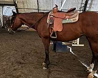 thoroughbred-mare