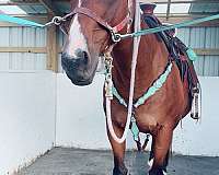 thoroughbred-horse