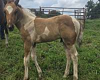 agility-colt
