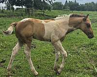 apha-champion-colt