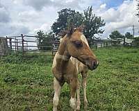gay-colt