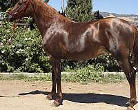 chestnut-grulla-arabian-friesian-mare
