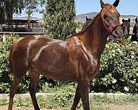 endurance-arabian-friesian-horse