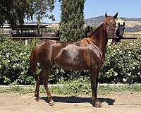 breeding-trail-riding-broodmare