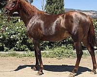 chestnut-grulla-arabian-friesian-stallion
